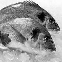 Dorade Thail&auml;nder Art